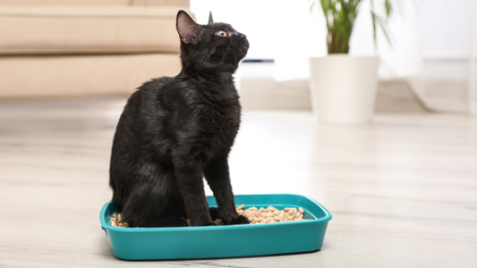 10 Tips for a Happy & Healthy Cat!