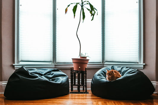 10 safe spring cleaning tips for cat lovers